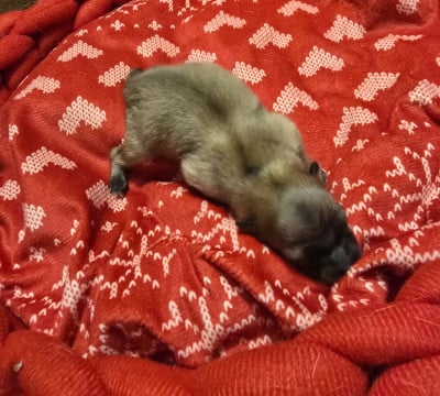 Chiot N°4 - Spitz allemand