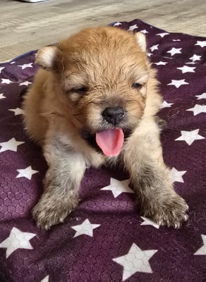 Les chiots de Spitz allemand