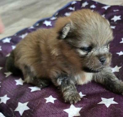 Les chiots de Spitz allemand