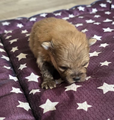 Les chiots de Spitz allemand