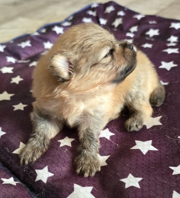 Les chiots de Spitz allemand