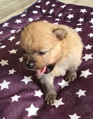 Les chiots de Spitz allemand