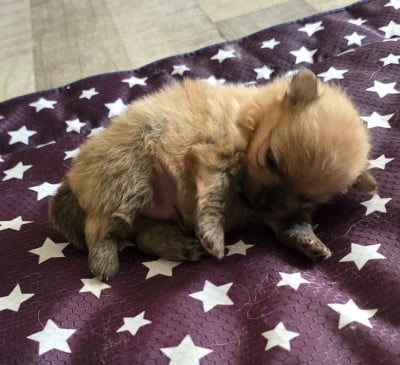 Les chiots de Spitz allemand
