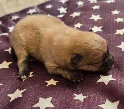 Les chiots de Spitz allemand