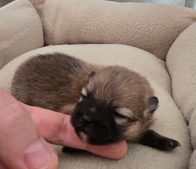Les chiots de Spitz allemand