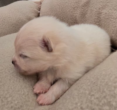 Les chiots de Spitz allemand