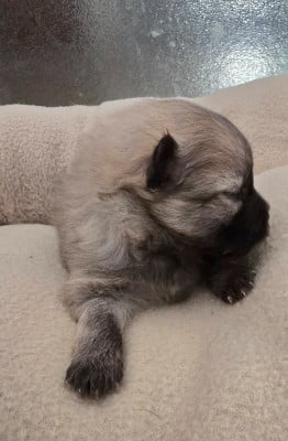 Les chiots de Spitz allemand