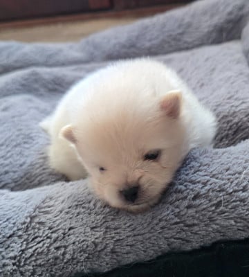 Les chiots de Spitz allemand