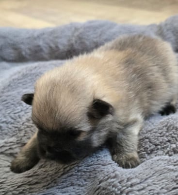 Les chiots de Spitz allemand