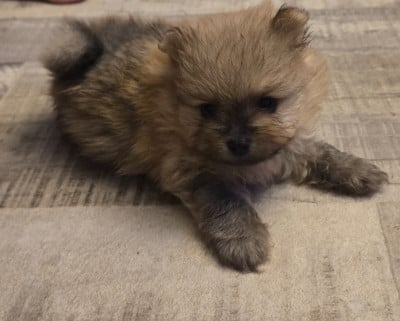 Les chiots de Spitz allemand