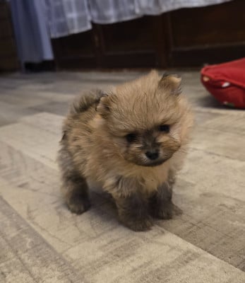 Les chiots de Spitz allemand