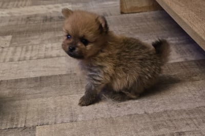 Les chiots de Spitz allemand