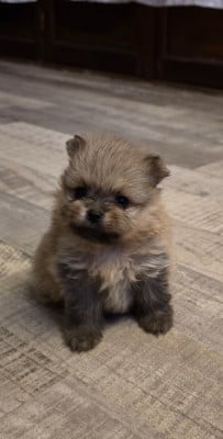 Les chiots de Spitz allemand