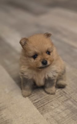 Les chiots de Spitz allemand