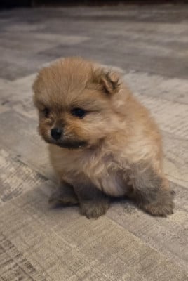 Les chiots de Spitz allemand