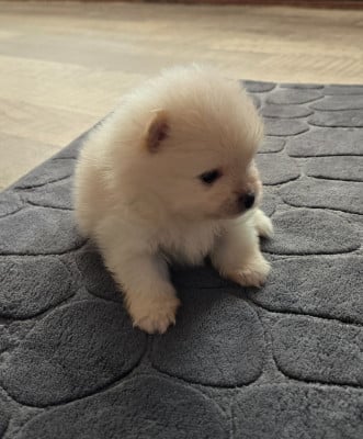 Les chiots de Spitz allemand