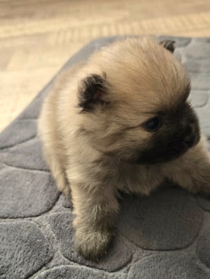 Les chiots de Spitz allemand