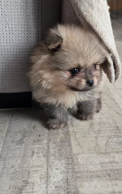 Les chiots de Spitz allemand