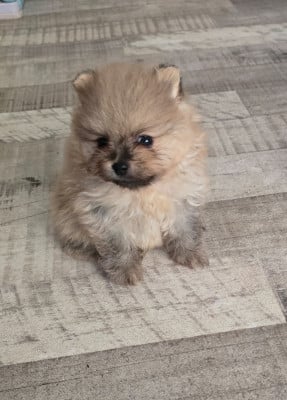 Les chiots de Spitz allemand