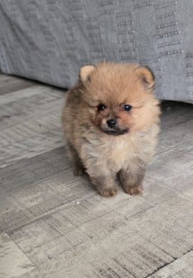 Les chiots de Spitz allemand
