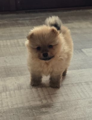 Les chiots de Spitz allemand