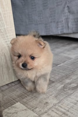 Les chiots de Spitz allemand