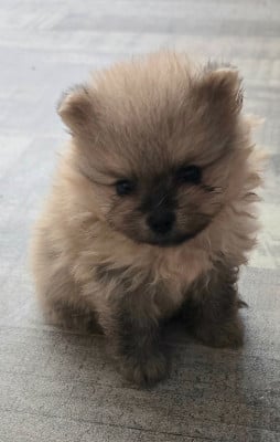 Les chiots de Spitz allemand
