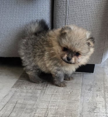 Les chiots de Spitz allemand