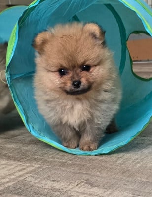 Les chiots de Spitz allemand