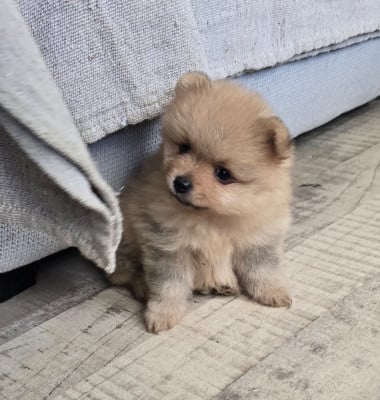 Les chiots de Spitz allemand