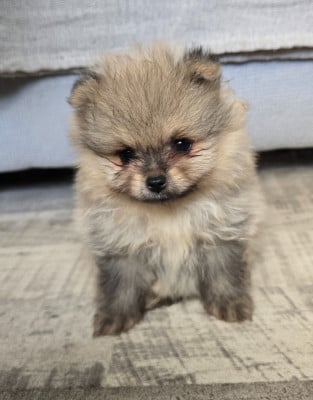 Les chiots de Spitz allemand