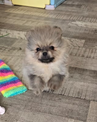 Les chiots de Spitz allemand