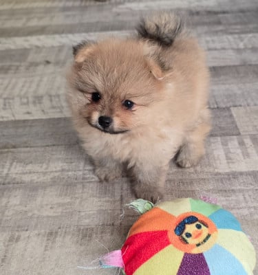Les chiots de Spitz allemand