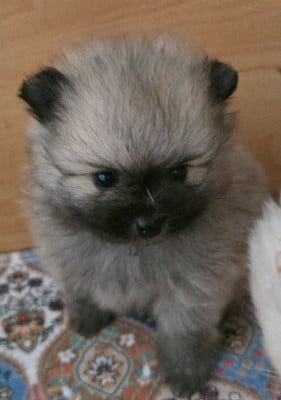 Les chiots de Spitz allemand