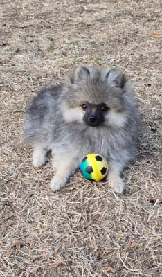 Les chiots de Spitz allemand