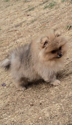 Les chiots de Spitz allemand