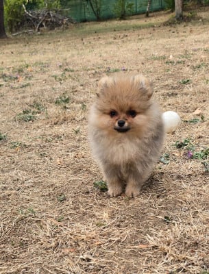 Les chiots de Spitz allemand
