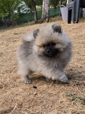 Les chiots de Spitz allemand