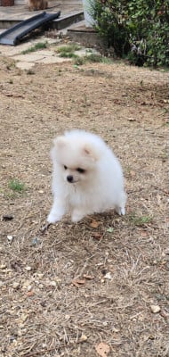 Les chiots de Spitz allemand