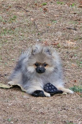 Les chiots de Spitz allemand