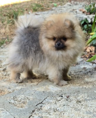 Les chiots de Spitz allemand