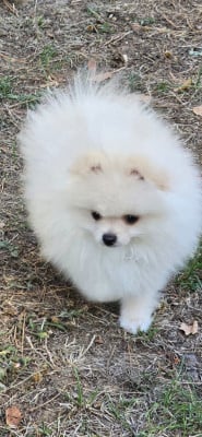 Les chiots de Spitz allemand