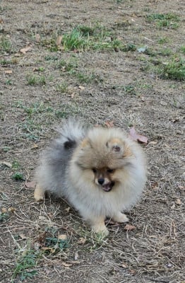 Les chiots de Spitz allemand