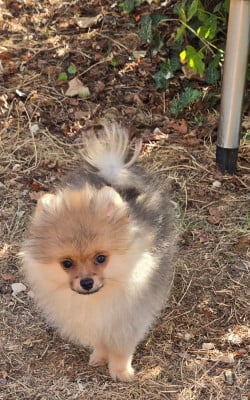 Les chiots de Spitz allemand