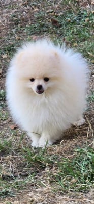 Les chiots de Spitz allemand