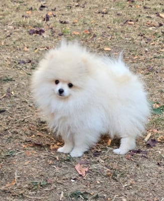 Les chiots de Spitz allemand