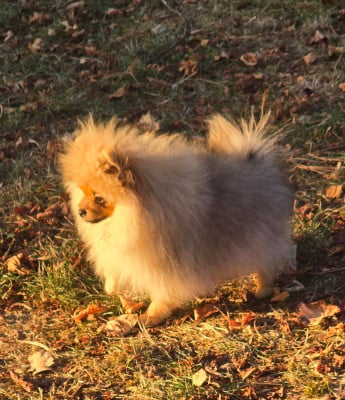Les chiots de Spitz allemand
