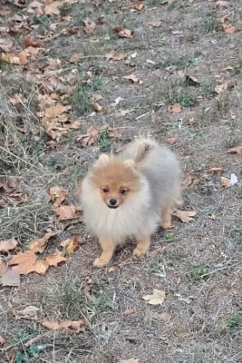 Les chiots de Spitz allemand