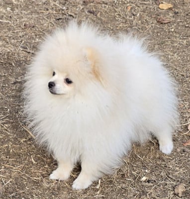 Les chiots de Spitz allemand