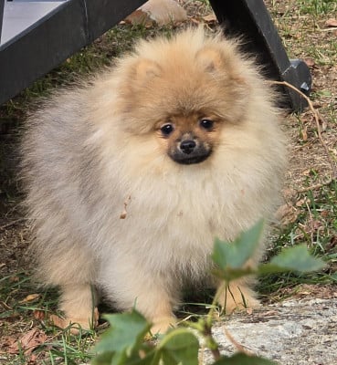 Les chiots de Spitz allemand